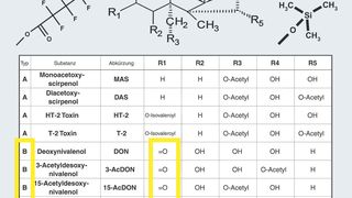 Abb.1: Strukturen von A- und B-Trichothecenen (mit Derivatisierungssubstituenten). (Archiv: Vogel Business Media)