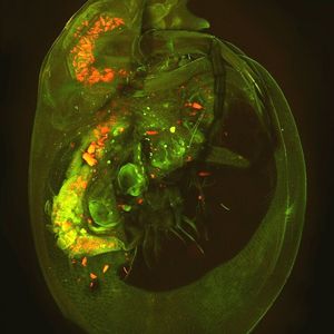 Rot fluoreszierende Kunststoff-Partikel in einem Wasserfloh, die mithilfe der Fluoreszenzmikroskopie sichtbar gemacht wurden. Wasserflöhe ernähren sich von kleinen Algen, die sie zusammen mit Plastikteilchen aufnehmen, ohne beides unterscheiden zu können. Wasserflöhe sind ihrerseits eine Hauptnahrungsquelle für Fische, und so können sich Kunststoff-Partikel in der Nahrungskette ansammeln.