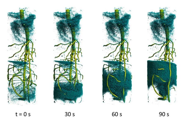 Die zeitaufgelöste 3D-Neutronentomographie zeigt den Aufstieg von deuteriertem Wasser im Wurzelsystem einer Lupinenpflanze. (C. Tötzke/Uni Potsdam)