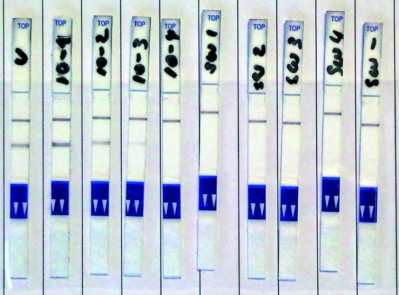 Abb. 3b: Auswertung der rapidPCR-Amplifikate verschiedener Verdünnungsstufen des Ausgangstemplates mittels Lateral Flow Dipstick (LFD), inklusive Negativ-Probenmaterial und NTC.  (Bild: Analytik Jena)