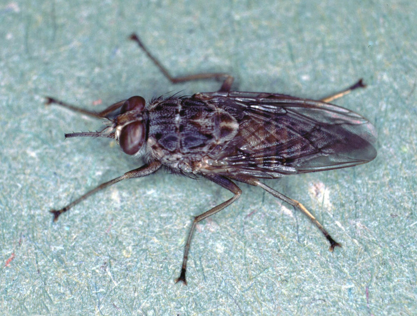 Vital New Findings about Major Killer Disease in Sub-Saharan Africa