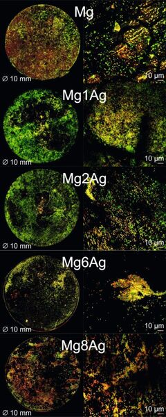Abb. 4: Biofilme auf Magnesiumlegierungen: grün = vitale Bakterien, rot = tote Bakterien (Analyse mittels Konfokalmikroskopie). Mit steigendem Silbergehalt sinkt die Vitalität adhärierender Bakterien. (Iba e.V.)