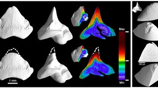 Hochaufgelöste Röntgen-Mikrotomographie-Aufnahmen von Zähnen des Port-Jackson-Hais... (Beschreibung s. Bildergalerie) (© Max-Planck-Institut für Kolloid- und Grenzflächenforschung/Nature Communications 2020 )
