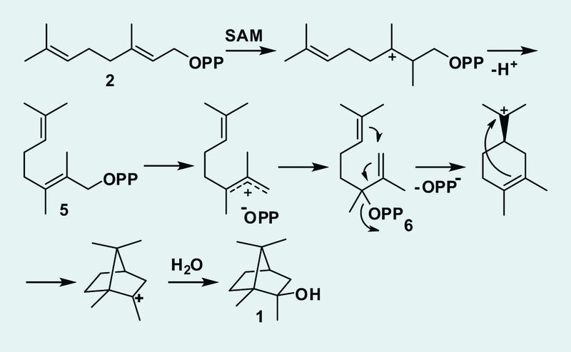 7	 Biosynthesemechanismus von 2-Methylisoborneol in N. exedens (Archiv: Vogel Business Media)