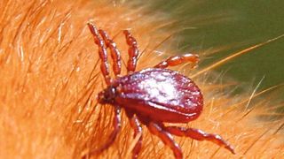 Das warme und v.a. trockene Klima in Wohnungen ist ideal für die Braune Hundezecke. (Universität Hohenheim/Katrin Fachet)