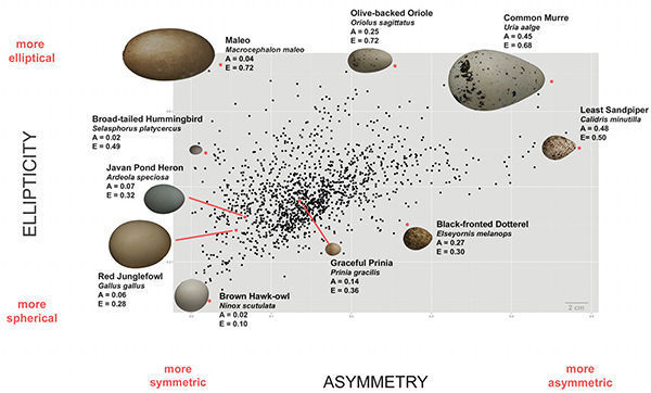Average egg shapes for each of 1,400 species (black dots), illustrating variation in asymmetry and ellipticity. (L. Mahadevan/Museum of Vertebrate Zoology, Berkeley)