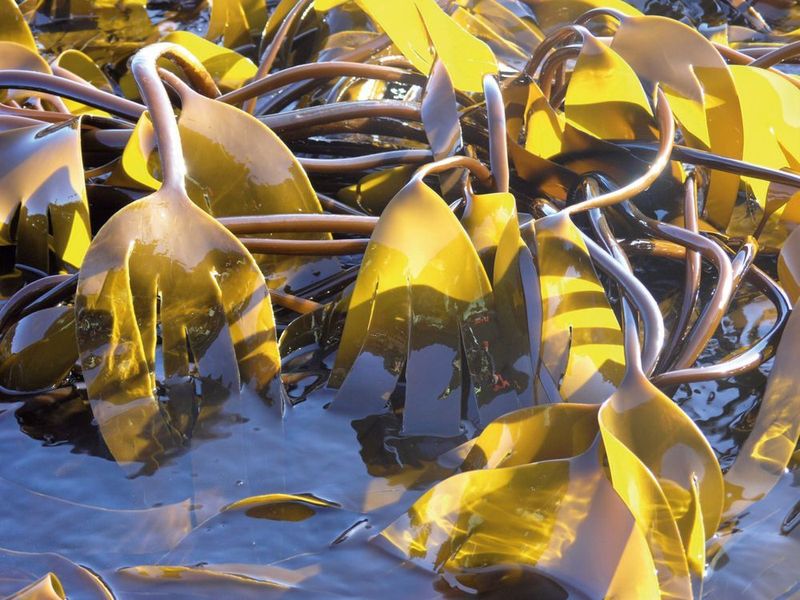 Makroalgen im Kelpwald vor Helgoland (Bild: © A. Enge)