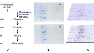 Abb. 1: A) Versuchsschema für den Vergleich von 2D-Gelen mit Proteinextrakten von E. coli, die mit sterilem Flaschenwasser (S) und Reinstwasser (U) zubereitet wurden...  (Bild: Merck Millipore)