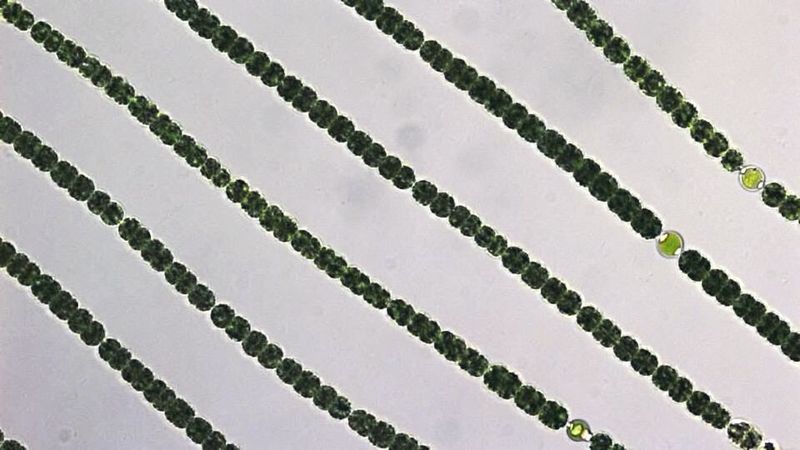 Vor mehr als 3,5 Milliarden Jahren begann eine bemerkenswerte Geschichte: Cyanobakterien besiedelten den Planeten und waren die ersten Lebewesen, die Sauerstoff produzierten. Wenn sich Cyanobakterien jedoch massenhaft vermehren, infolge des Klimawandels oder zu hoher Nährstoffeintr&auml;ge, kommt es zu toxischen Algenblüten.  (Bild: Marén Lentz / IGB)