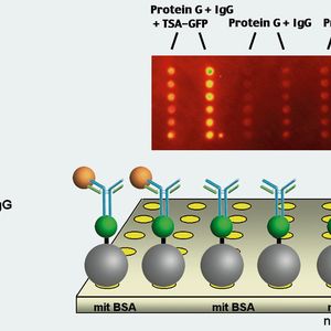 Abb.2: Antikörper-Antigen-Detektion auf
modifizierten Silica-Beads im UV. Die
zwei linken Spotreihen zeigen deutlich
die Anbindung des Antigens.