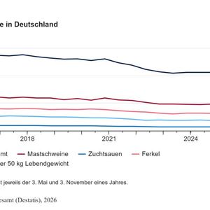 Schweinebestände in Deutschland(Bild:  Statistisches Bundesamt (Destatis))