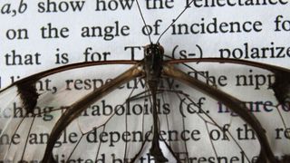 Kaum Reflexion: Im Gegensatz zu anderen durchsichtigen Flächen reflektieren die Flügel des Glasflüglers kaum Licht. Brillengläser oder Handydisplays könnten von der Erforschung des Phänomens profitieren. (Foto: Radwanul Hasan Siddique, KIT)