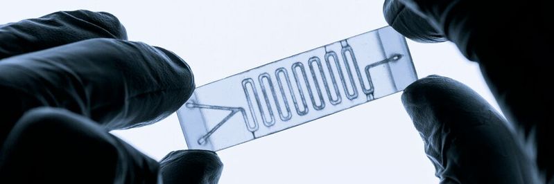 Abb. 1: So kennt man mikrofluidische Chips beispielsweise für Organ-on-a-Chip-Anwendungen. Dass mikrofluidische Systeme weit mehr können, – sogar organische Synthesen – zeigt dieser Beitrag. (Symbolbild)(Bild:  © luchschenF - stock.adobe.com)