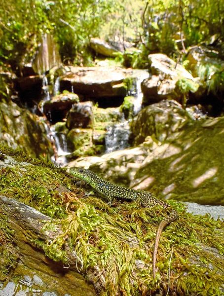 Die Waldeidechse (Zootoca vivipara) ist am stärksten an relativ kühle und feuchte Lebensräume angepasst. (Miguel Vences)