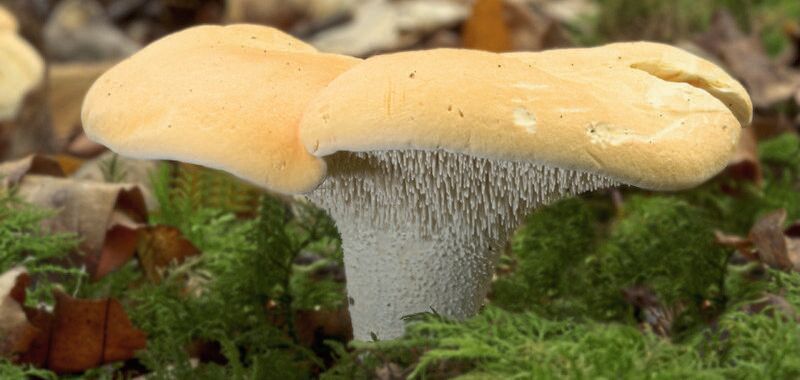 Der Semmelstoppelpilz ist eine der stärker radioaktv belasteten Pilzsorten: rund 2.000 Becquerel Cäsium-137 pro Kilogramm Frischmasse. (Bild:   / CC0)