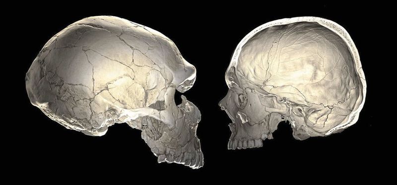 Ein Merkmal, das den modernen Menschen (rechts) vom Neandertaler (links) unterscheidet, ist die rundliche Gestalt seines Gehirnschädels. 
Links: Computertomografie eines Neandertalerfossils (La Ferrassie 1). 
Rechts: Computertomografie eines modernen Menschen. Der Schädel wurde virtuell aufgeschnitten, um das Innere des Gehirnschädels zu zeigen. (Philipp Gunz / CC BY-ND 4.0)