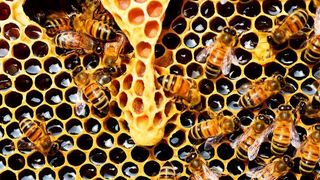 Bienen leisten einen wichtigen Beitrag in unserem Ökosystem. (gemeinfrei)