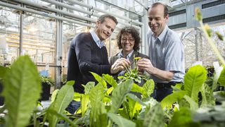 Aus russischem Löwenzahn gewinnen Dr. Christian Schulze Gronover, Dr. Carla Recker (Continental Reifen Deutschland GmbH) und Prof. Dirk Prüfer Naturkautschuk, der zur Herstellung von Autoreifen eingesetzt wird (v.l.n.r.). (Bild: Dirk Mahler/Fraunhofer)
