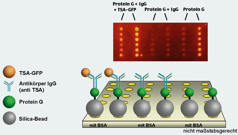 Abb.2: Antikörper-Antigen-Detektion auf
modifizierten Silica-Beads im UV. Die
zwei linken Spotreihen zeigen deutlich
die Anbindung des Antigens. (Archiv: Vogel Business Media)
