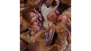 Äußerst langlebig – Bechsteinfledermäuse (Gerald Kerth)