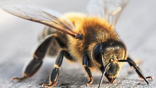 Intensive Landwirtschaft stellt für Wildbienen ein Problem bei der Nahrungssuche dar. (©MARIMA - stock.adobe.com)