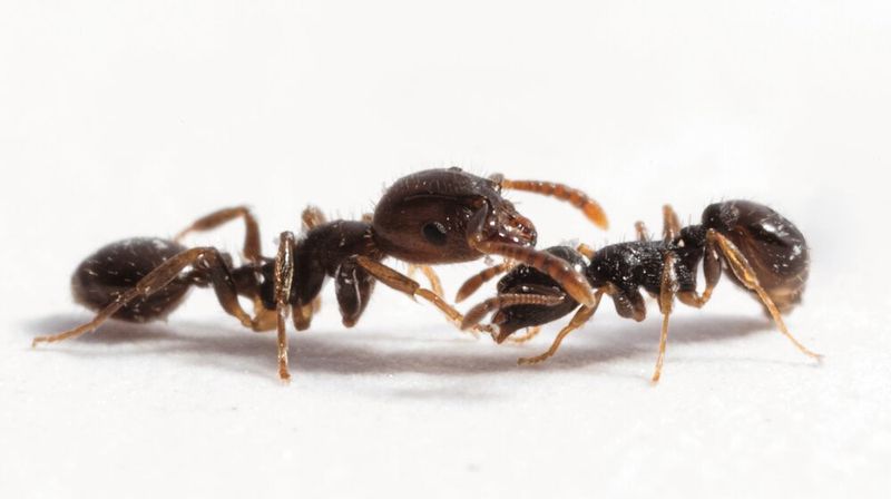 Eine sklavenhaltende Ameise der Art Temnothorax americanus (l.) interagiert mit einer Wirtsameise (Temnothorax longispinosus) bei einer Nestinvasion. (Romain Libbrecht)