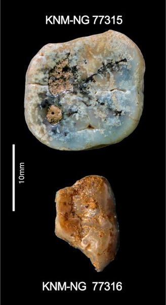 Paranthropus molars recovered from Nyayanga site. Left upper molar (top) was found on the surface at the site, and the left lower molar (bottom) was excavated. (Source: S. E. Bailey, Homa Peninsula Paleoanthropology Project)