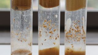 Aufzuchtröhrchen für Fruchtfliegen: Die Lipidklassen in der Nahrung entscheiden, ob in den Tieren der Insulinspiegel hoch- oder runtergefahren wird. (Bild: MPI f. molekulare Zellbiologie und Genetik)