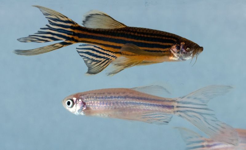 Ausgewachsene Zebrafische mit unterschiedlicher Pigmentierung bzw. Tarnung. Das untere Tier befindet sich auf einem hellen Untergrund. Das obere Tier ist blind und erkennt die Helligkeit des Untergrunds nicht; es zeigt die volle Pigmentierung. (Bild: UZH)