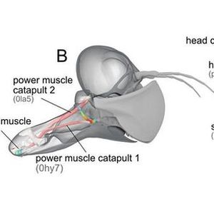Forscher der Uni Kiel haben die muskuläre Struktur des Fangapparates im Schädel der Libellenlarve mithilfe von CT-Aufnahmen visualisiert. (Bild:  Büsse et al., Sci. Robot. 6, eabc8170 (2021))