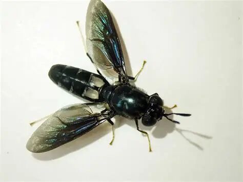 This is what the Black Soldier Fly (BSF) looks like. The first impression is of a common two-winged insect. But appearances are deceptive, because its larvae are true protein reactors, whose industriousness is now to be exploited for food ...(Image: Fly Friends)