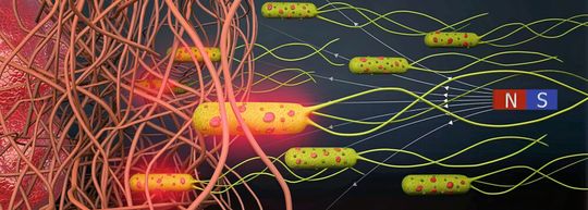 Schematische Darstellung Bakterien-basierter biohybrider Mikroroboter, die magnetisch durch faserige Umgebungen geführt werden. Die biohybriden Mikroroboter können ihre Medikamentenlast dann bei Bestrahlung mit Nahinfrarotlicht freisetzen.(Bild:  Akolpoglu et al., Sci. Adv. 8, eabo6163 (2022))