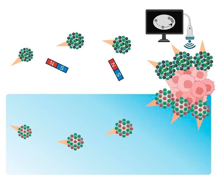 The scientists created two different types of bubble bots. Those illustrated at the top of this image are modified with magnetic nanoparticles and directed toward a tumor target with external magnets. The bots illustrated at the bottom have different enzymes bonded to the surface and follow a chemical gradient to locate the tumor target independently. (Source: Gao Lab/ Caltech)