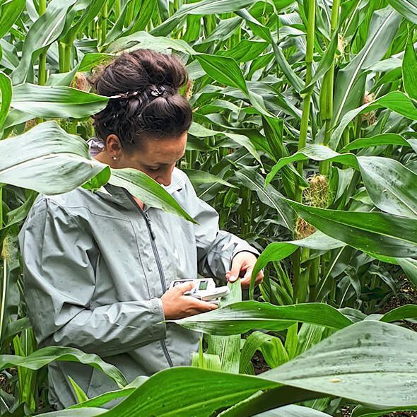 Studienerstautorin Veronica Caggìa misst den Chlorophyllgehalt von Maisblättern. Diese Messungen geben eine Annäherung für Photosynthese und Pflanzengesundheit. (Bild: Veronica Caggìa)