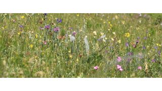  (Bild: Chris van Swaay, Dutch Butterfly Conservation)