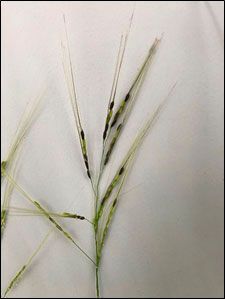 When wild rice produces seeds, the panicles open to allow the seeds (i.e. grains of rice) to be efficiently shattered. On the other hand, the panicles on cultivated rice are closed. (Source: University of Kobe)