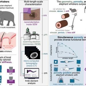 Visual summary of the paper showing the functional benefits of geometry, porosity, and stiffness gradients(Source:  MPI-IS/A. K. Schulz and K. J. Kuchenbecker)