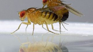 Fruchtfliegen der Art Drosophila melanogaster bei der Paarung  (Mareike koppik)