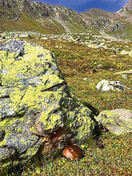 Steinpilze sind bis in enorme Höhenlagen zu finden – der neue Höhenrekord für die Alpen stammt nun aus dem Unterengadin. (Artemis Treindl/ETH Zürich)