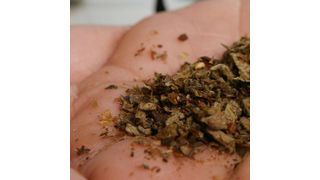 Enthält  synthetische Cannabinoide – eine noch nicht verbotenene Nachfolgedroge von „Spice“. (Bild: picture-alliance/ dpa/ Quelle: n-tv)
