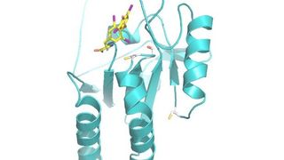 Das Enzym Dejodase (grün) und das Hormon Thyroxin (gelb) mit seinen vier Iod-Atomen (violett). Die drei farbig markierten Enden des Enzyms sind daran beteiligt, dass eines dieser Atome entfernt wird. (Bild: Prof. Dr. Clemens Steegborn/Universität Bayreuth)