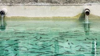 Abb.1: Obwohl Malachitgrün und Leukomalachitgrün in der EU verboten sind, werden sie immer wieder in Fischzuchten gefunden. (© focus finder - Fotolia)