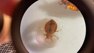 Bed bug in the Choe lab at UCR.  (Source: Dong-Hwan Choe/UCR)