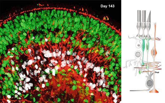 Der Querschnitt durch einen Teil eines Retina-Organoids (links) zeigt in derselben Orientierung wie in der Skizze die Zelltypen und Struktur der Netzhaut von Wirbeltieren (rechts).(Bild:  MPI für molekulare Biomedizin / Yotam Menuchin-Lasowski)