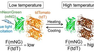Molecular design of B-gTEMP and the expected fluorescence response to temperature. F(mNG) and F(tdT) are fluorescence intensity of mNeonGreen and tdTomato, respectively. (Source: Kai Lu et al. )