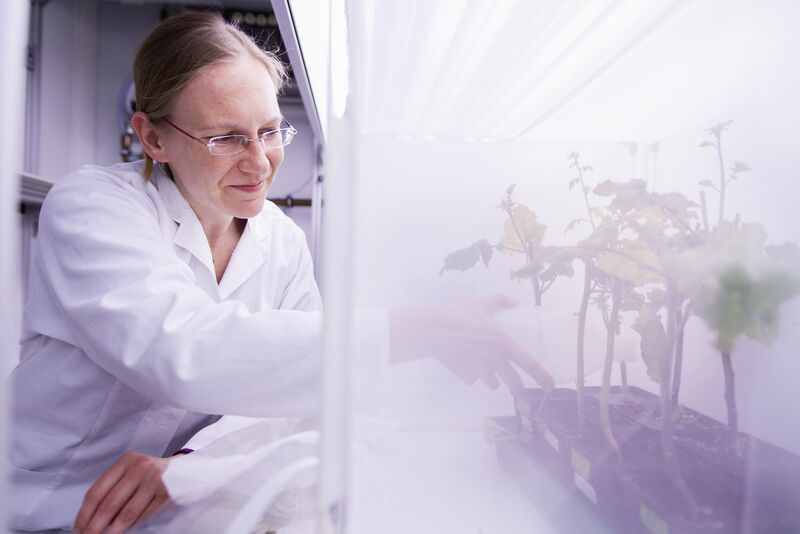 Franziska Beran mit Pflanzen, die von Kohlerdflöhen befallen sind, bei Untersuchungen im Labor. (Bild: Anna Schroll)