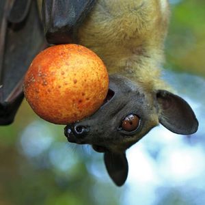 (© MPI f. Ornithologie / Christian Ziegler)