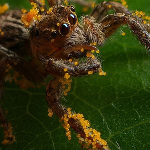 (Bild: Nick Hobgood, University of South Pacific)