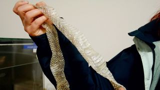Schlangenhaut (Exuvie) einer Kalifornischen Kettennatter (Bild: Schimmelpfennig/CAU)
