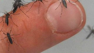 Mücken übertragen den Erreger des gefährlichen Dengue-Fiebers. (Bild: dps/Quelle: n24.de)